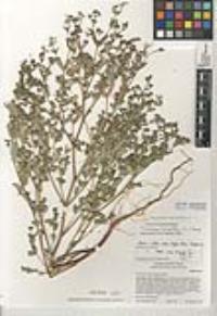 Chamaesyce hyssopifolia image