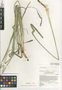 Carex obispoensis image