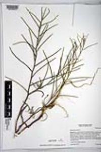 Sisymbrium orientale image