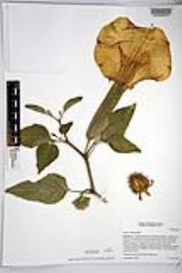 Datura wrightii image