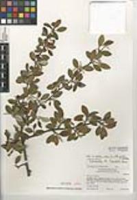 Cotoneaster pannosus image