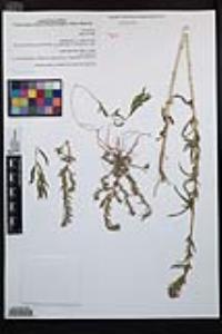 Epilobium densiflorum image