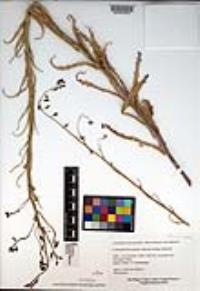 Caulanthus heterophyllus var. heterophyllus image