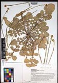 Hirschfeldia incana image