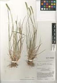 Agropyron cristatum image