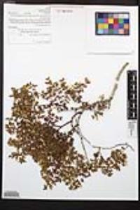 Larrea tridentata image
