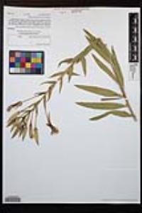 Oenothera elata image