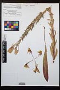 Oenothera elata subsp. hirsutissima image