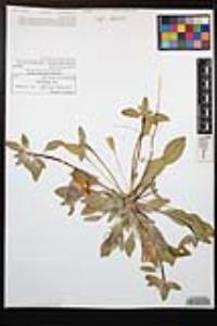 Oenothera deltoides subsp. deltoides image