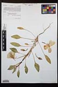 Oenothera deltoides image