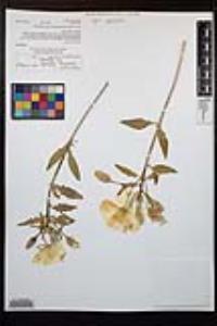 Oenothera deltoides subsp. deltoides image