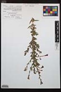 Epilobium canum subsp. canum image