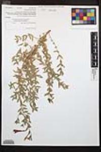 Epilobium canum image