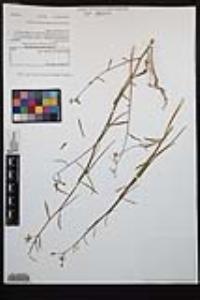 Eulobus californicus image