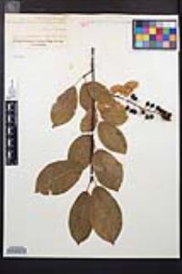 Image Associated With the Occurence