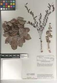 Dudleya pulverulenta image