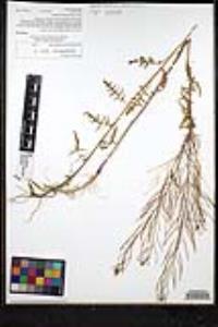 Sisymbrium irio image