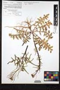 Sisymbrium irio image