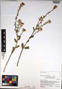 Dithyrea californica image
