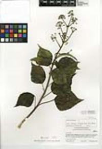 Hedera helix image