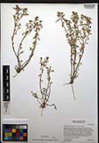 Lepidium lasiocarpum image