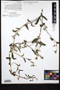 Simpsonanthus jonesii image