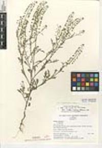 Lepidium virginicum subsp. virginicum image