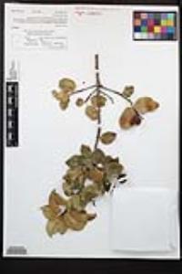 Prunus ilicifolia image