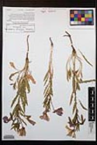 Oenothera californica image