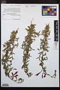 Epilobium canum subsp. latifolium image