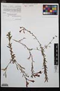 Epilobium canum image