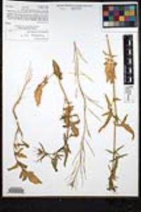 Sisymbrium irio image