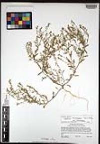 Lepidium lasiocarpum image