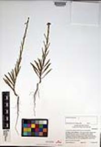 Caulanthus heterophyllus var. heterophyllus image