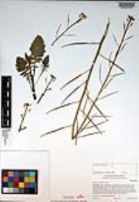 Brassica tournefortii image