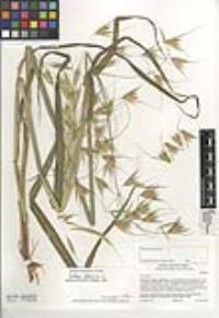 Bromus rubens image