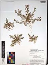 Lepidium strictum image