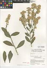 Solidago velutina image