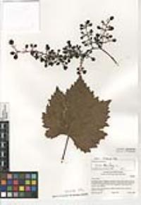 Vitis vinifera image