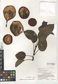 Pyrus communis image