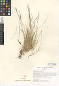 Muhlenbergia filiformis image