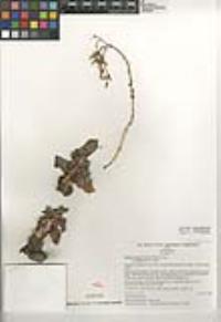 Dudleya cymosa subsp. pumila image