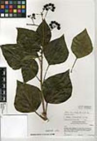 Hedera canariensis image