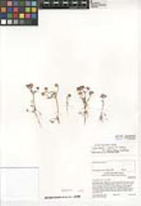 Chorizanthe xanti image