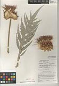 Cynara cardunculus image