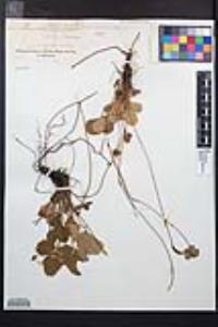 Fragaria vesca image