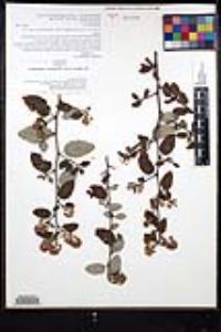 Ceanothus oliganthus var. orcuttii image