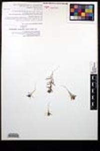 Navarretia atractyloides image