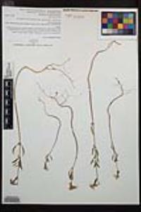 Clarkia rhomboidea image