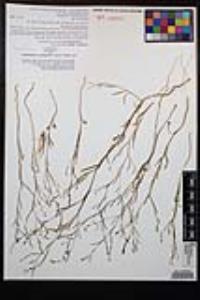 Gayophytum diffusum image